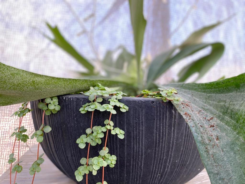 משתלת ארמון בחול משתלת ארמון בחול