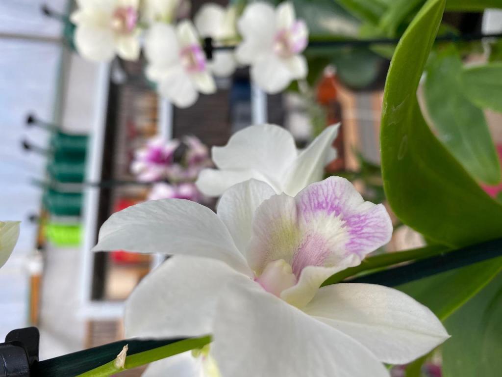 משתלת ארמון בחול משתלת ארמון בחול