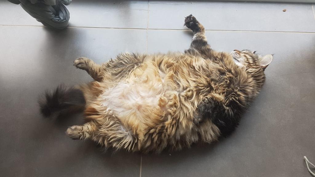 מרכז האיוקה מרכז האיוקה