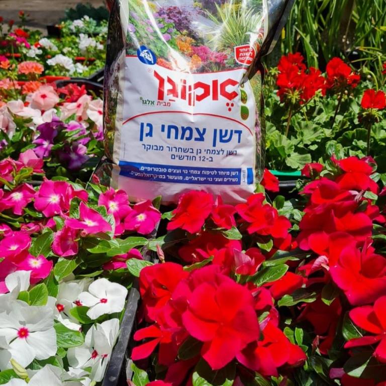 משתלת ירוק כתום משתלת ירוק כתום