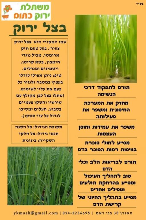 משתלת ירוק כתום משתלת ירוק כתום