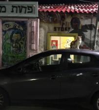 גלריית פחות מאלף