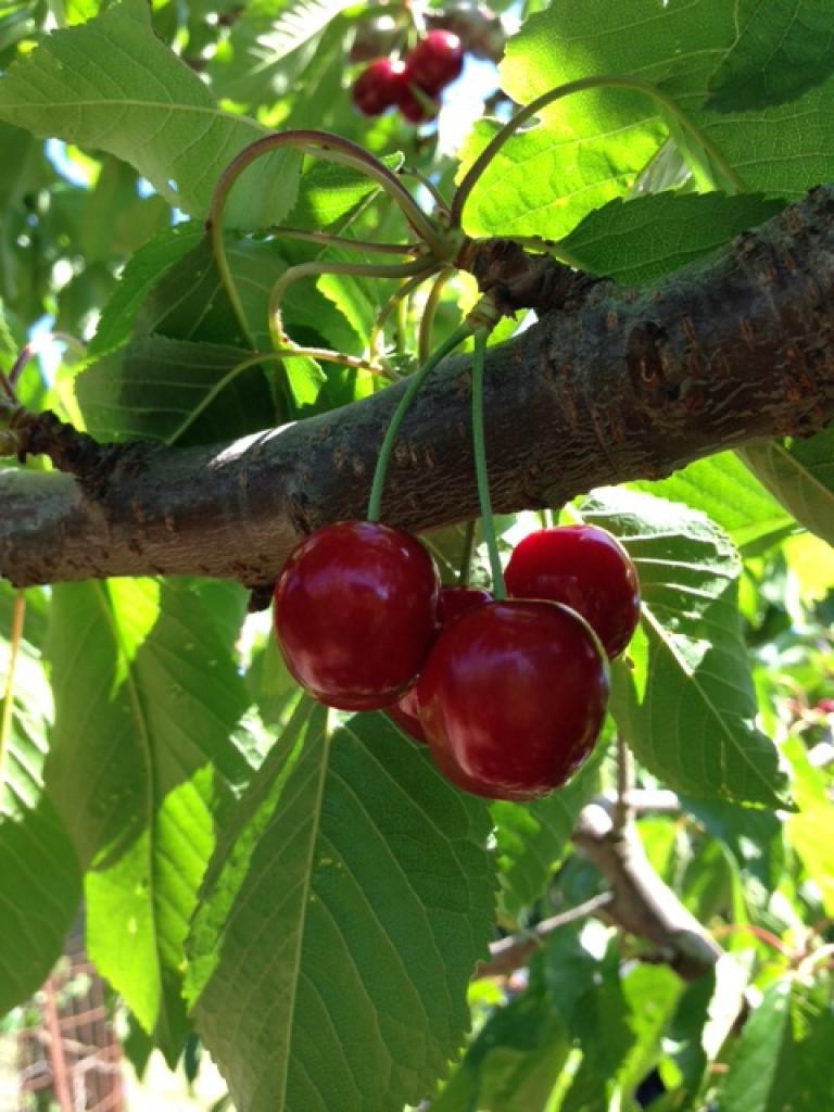 קטיף עצמי רוני קטיף עצמי רוני
