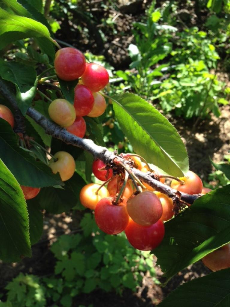 קטיף עצמי רוני קטיף עצמי רוני