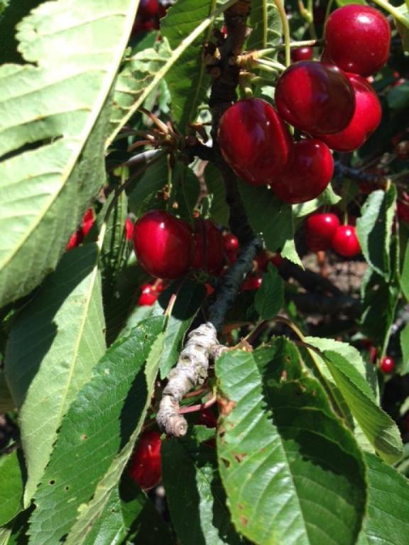 קטיף עצמי רוני קטיף עצמי רוני