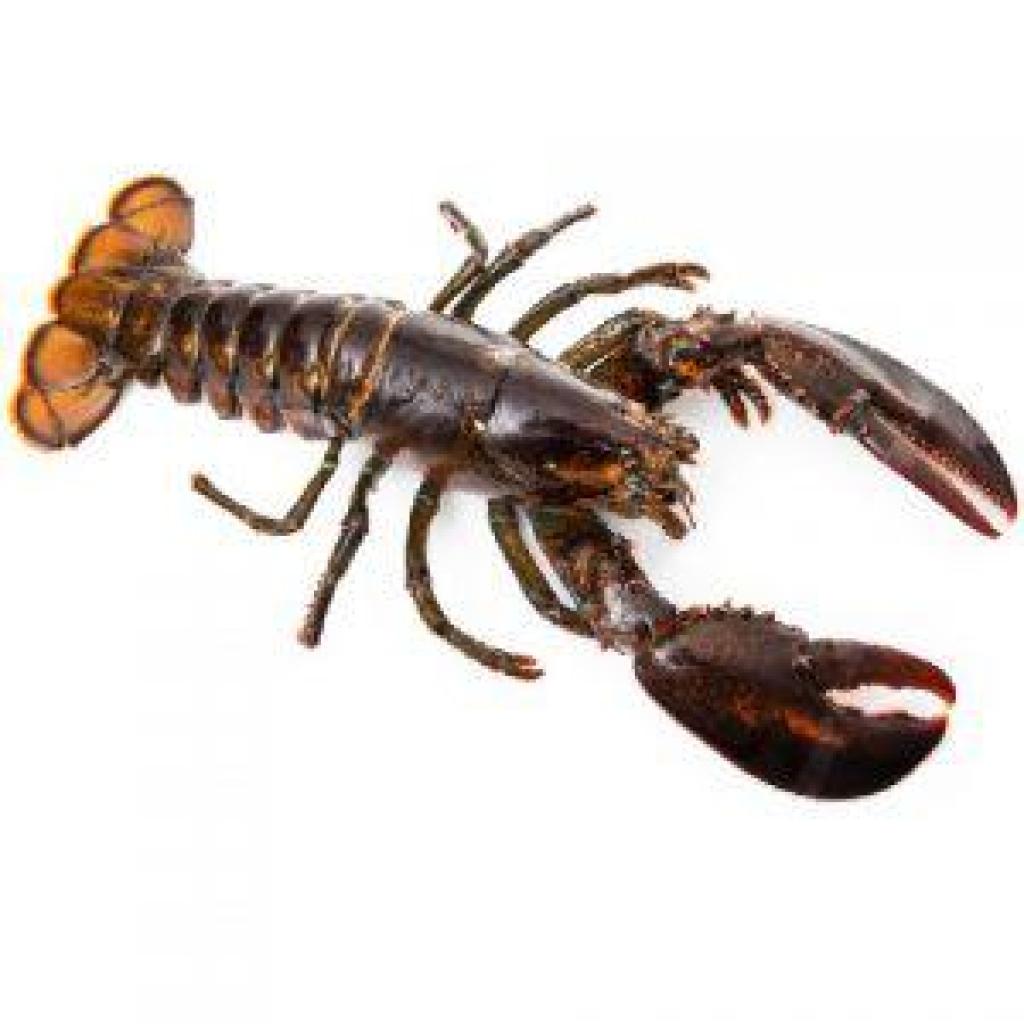 דגים אדי בטשון דגים אדי בטשון