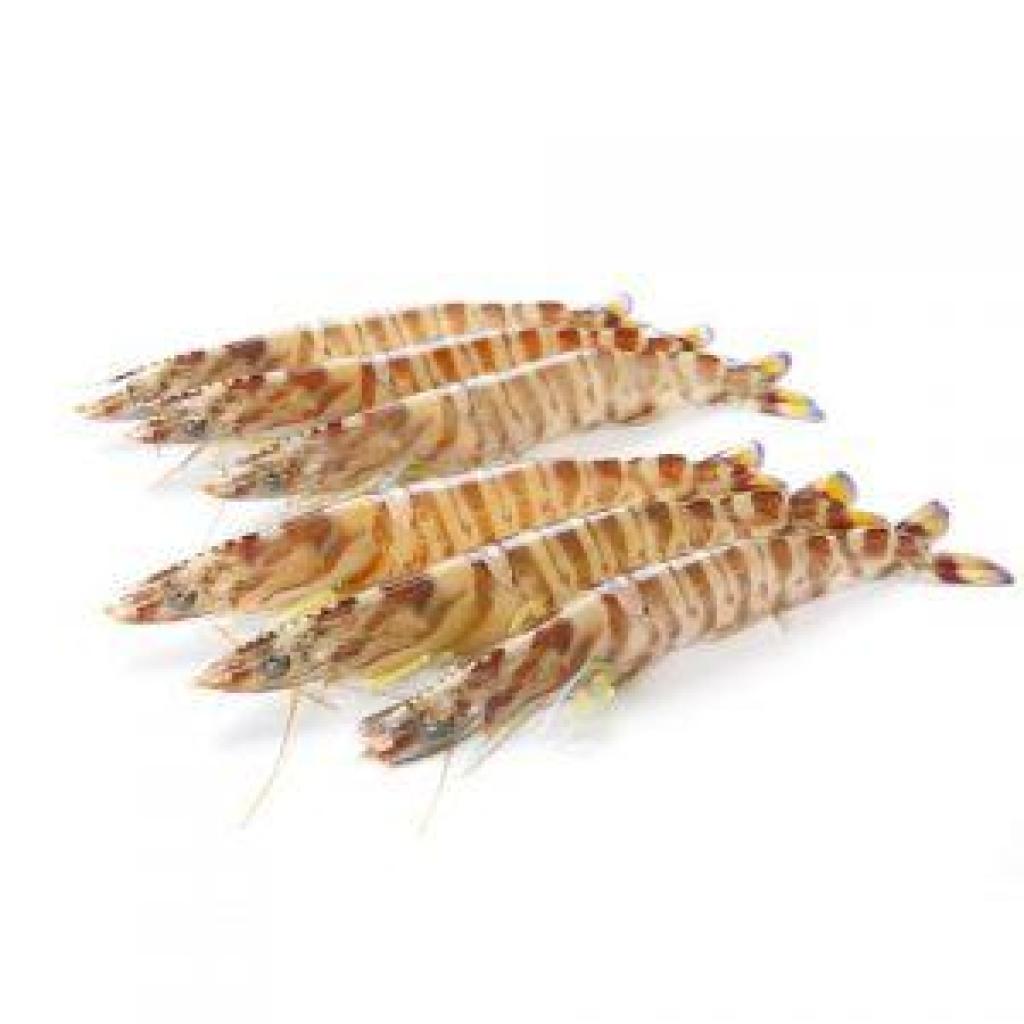 דגים אדי בטשון דגים אדי בטשון