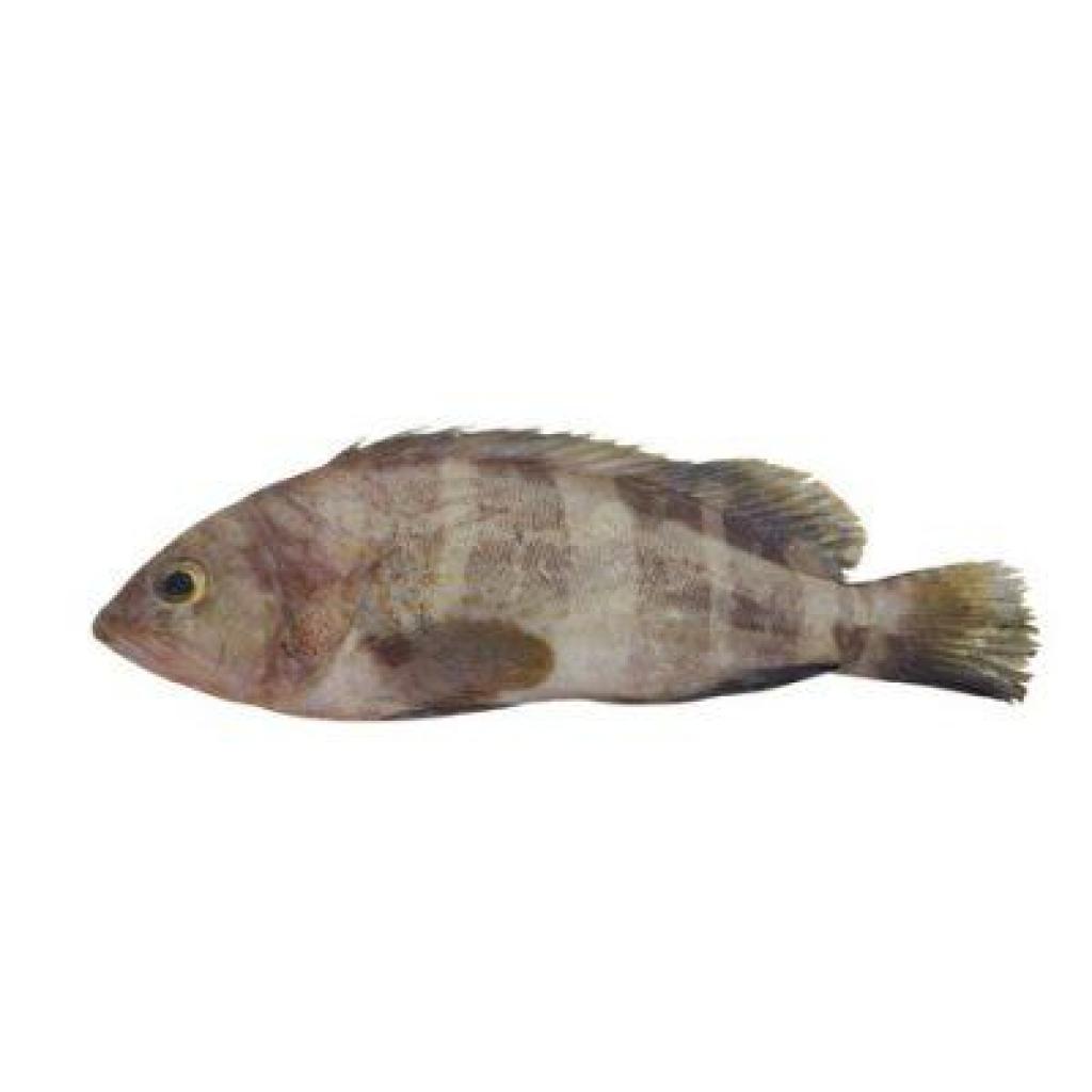 דגים אדי בטשון דגים אדי בטשון