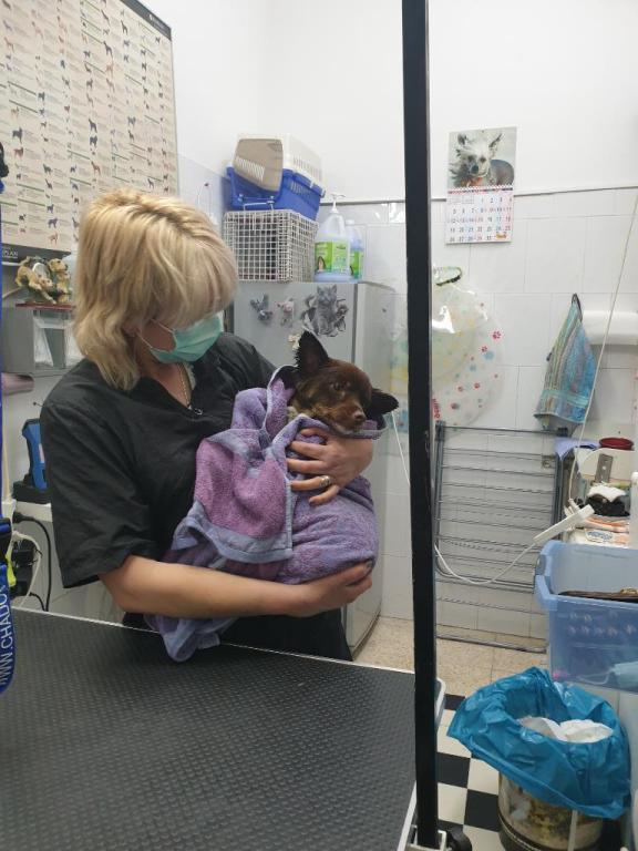 מספרת סנופי מספרת סנופי