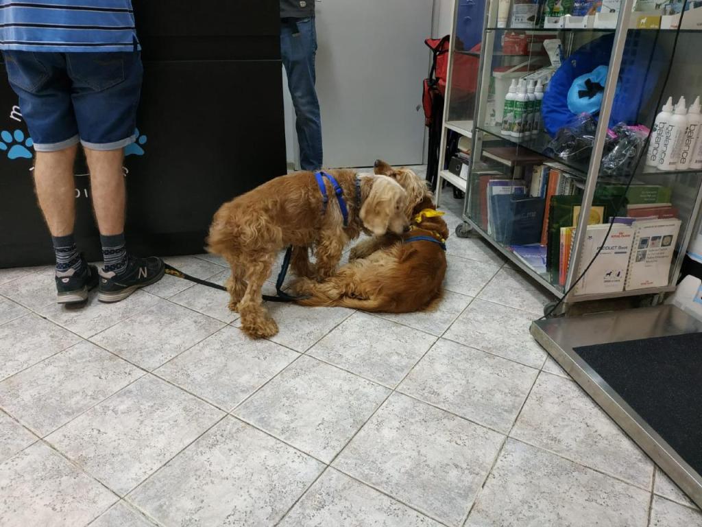 MEDICAL VET MEDICAL VET