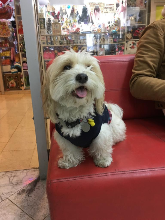 MEDICAL VET MEDICAL VET