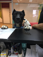 MEDICAL VET