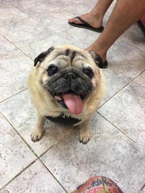 MEDICAL VET MEDICAL VET