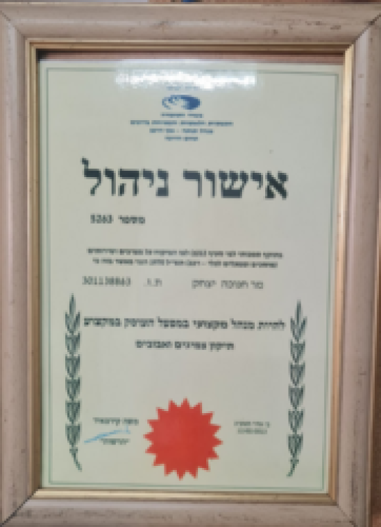 צמיגי חנוכה צמיגי חנוכה