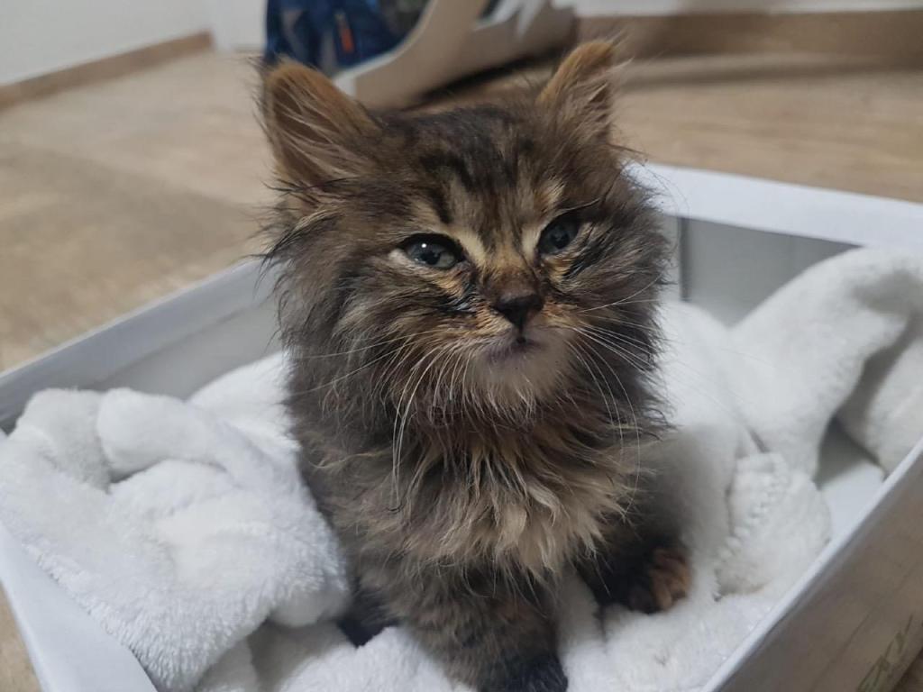 מרפאת גל חיות מרפאת גל חיות