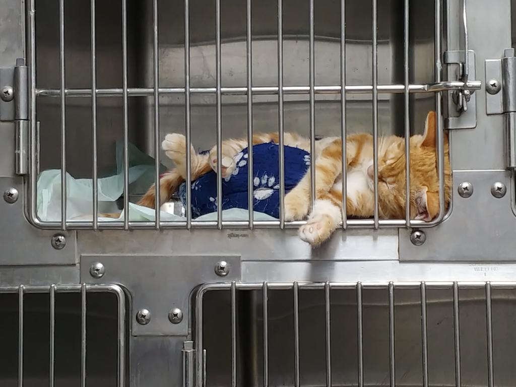 מרפאת גל חיות מרפאת גל חיות