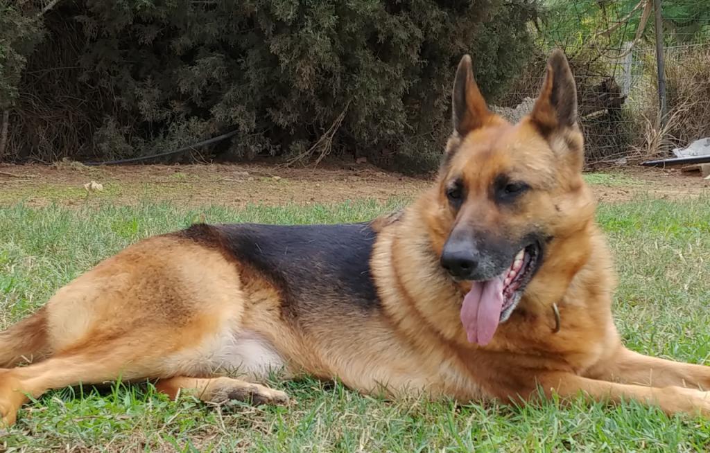 מרפאת גל חיות מרפאת גל חיות