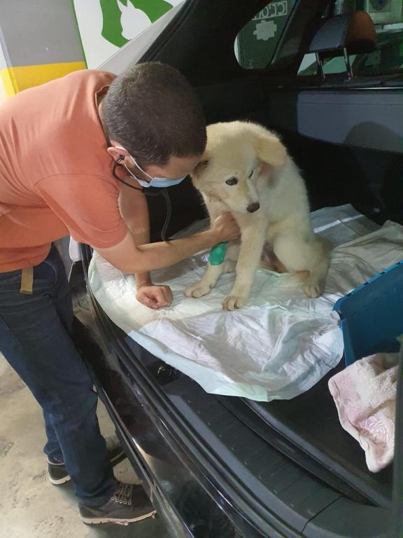 מרפאת גל חיות מרפאת גל חיות