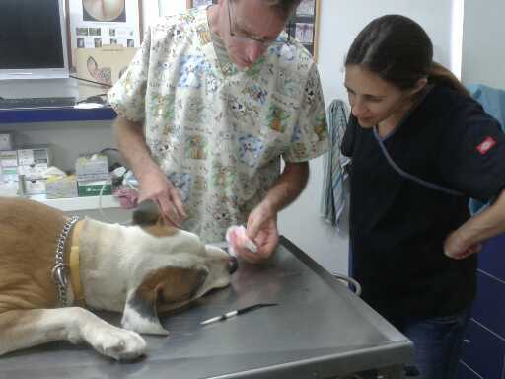 מרכז וטרינרי אפיקים מרכז וטרינרי אפיקים