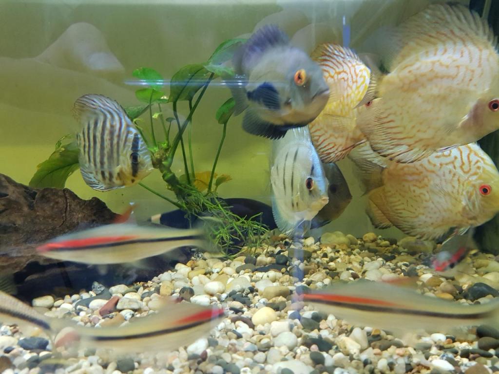 גולד פיש גולד פיש