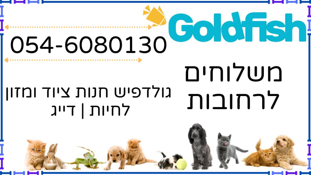 גולד פיש גולד פיש