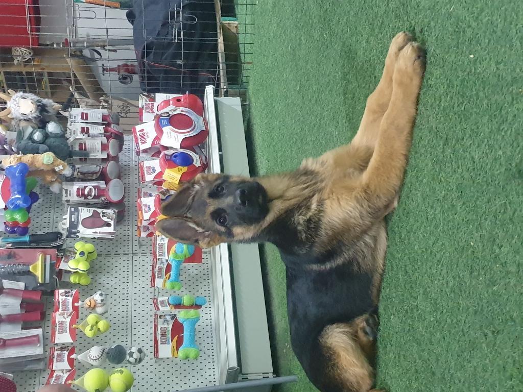 אביב אילוף כלבים אביב אילוף כלבים