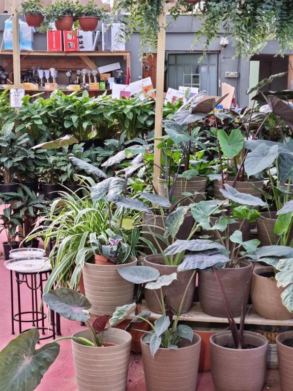 משתלת נקודת חן משתלת נקודת חן