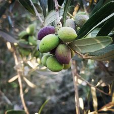 שמן זית בוטיק כרמי גולן