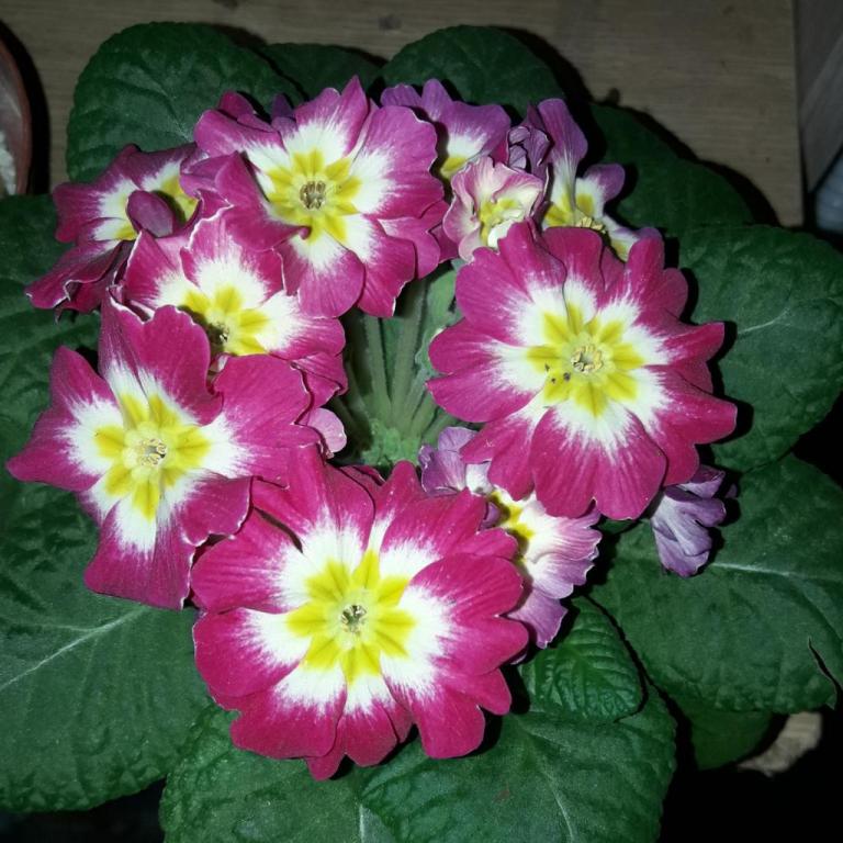 סגנון פרחים וצמחי נוי סגנון פרחים וצמחי נוי