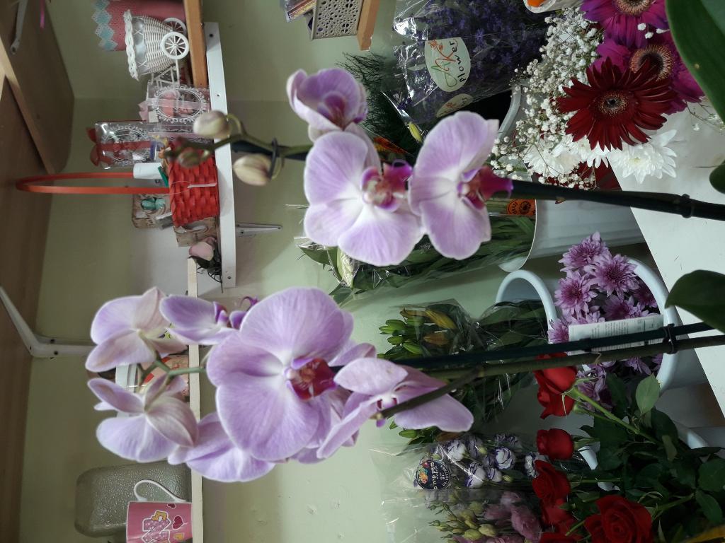 סגנון פרחים וצמחי נוי סגנון פרחים וצמחי נוי