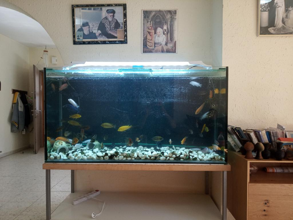 מועדון הכלבים מועדון הכלבים