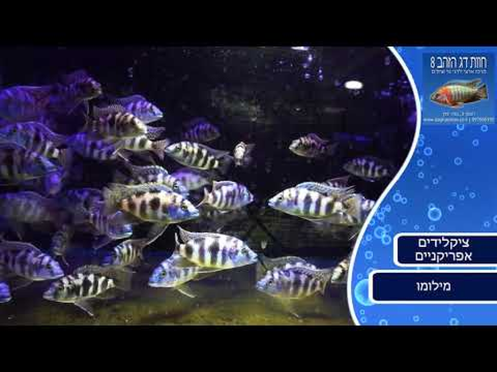 חוות דג הזהב חוות דג הזהב