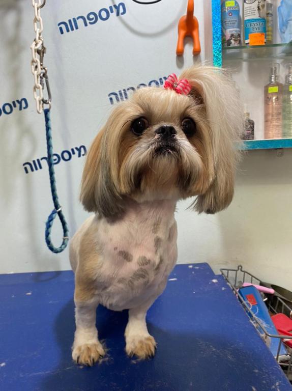 מיספרווה מיספרווה