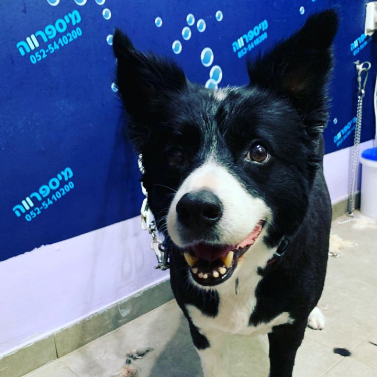 מיספרווה מיספרווה