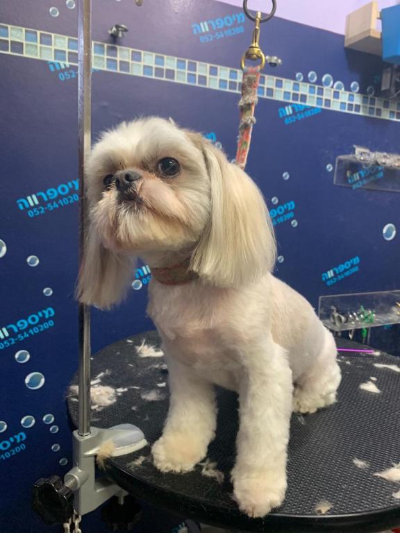 מיספרווה מיספרווה