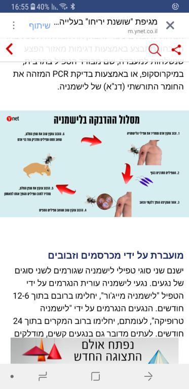 המדביר הירוק המדביר הירוק