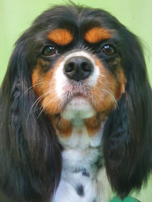 מיכאל ודין לחיות מיכאל ודין לחיות