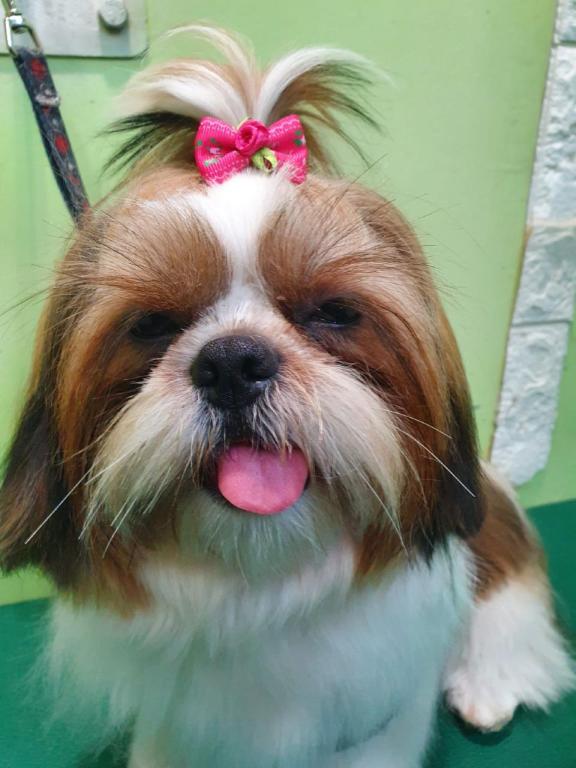 מיכאל ודין לחיות מיכאל ודין לחיות