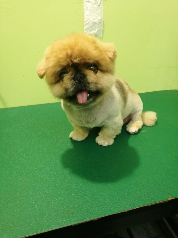 מיכאל ודין לחיות מיכאל ודין לחיות