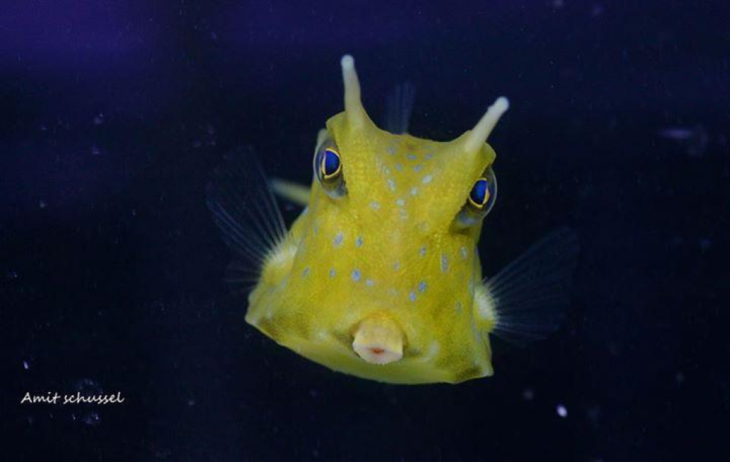 פרשריף פרשריף