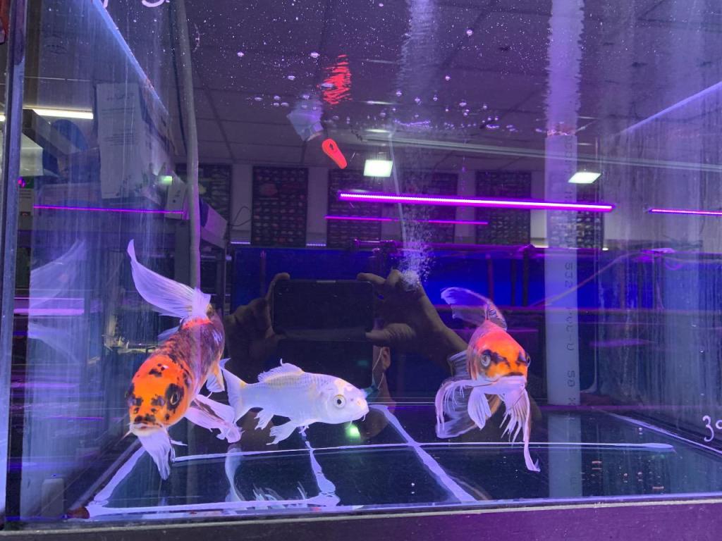 פרשריף פרשריף