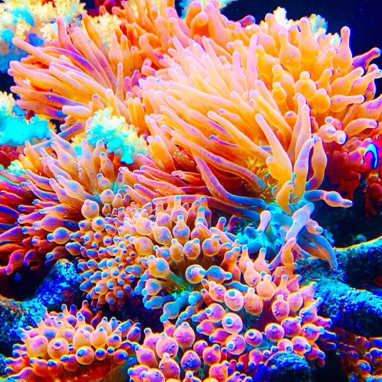 פרשריף פרשריף