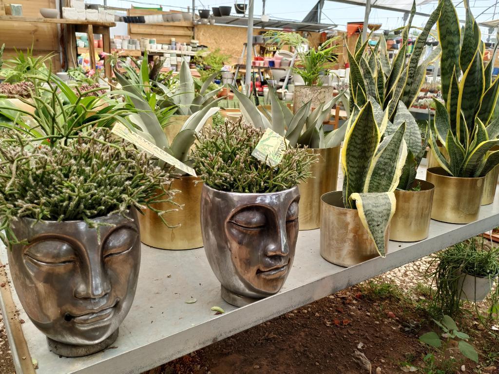 המשתלה של בועז המשתלה של בועז