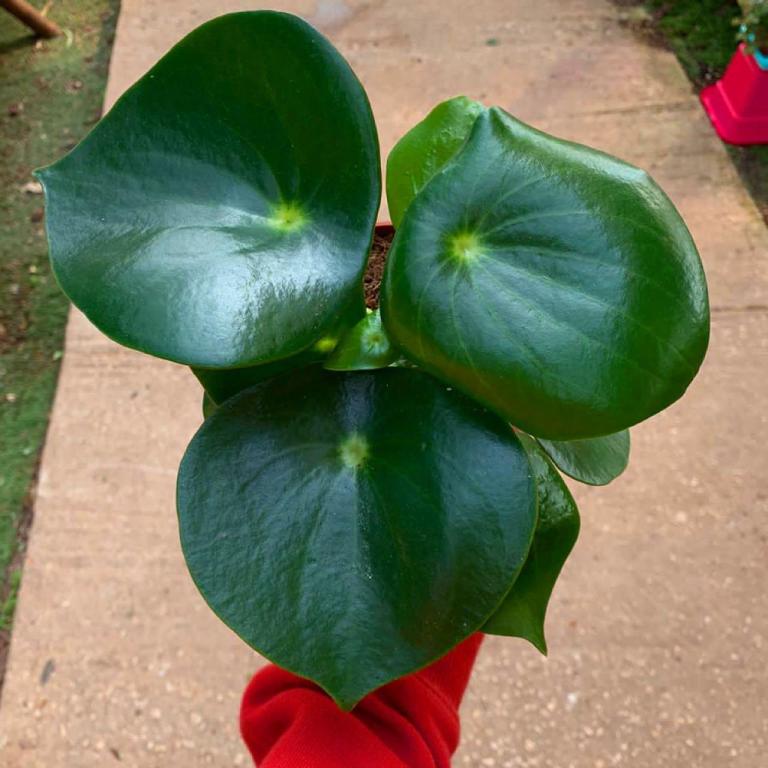 המשתלה של בועז המשתלה של בועז