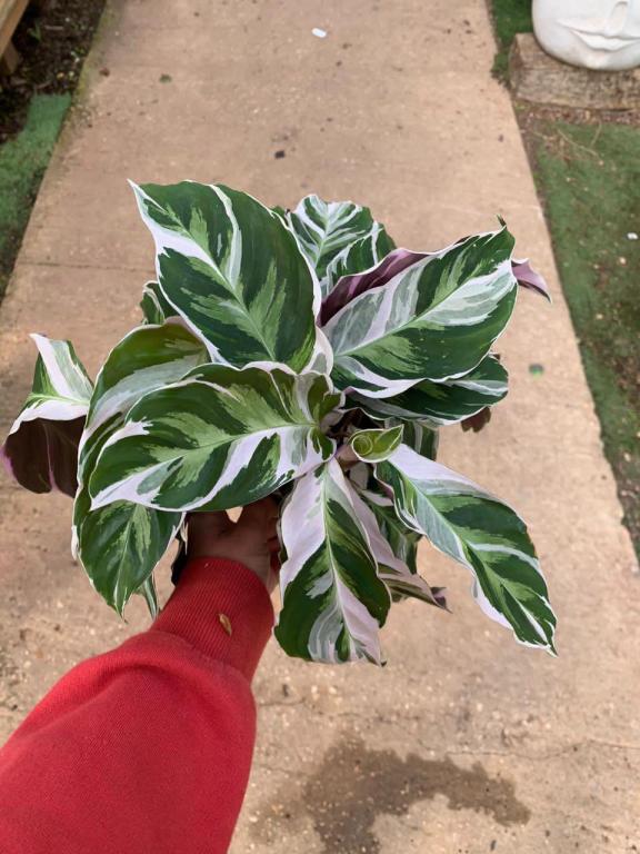 המשתלה של בועז המשתלה של בועז