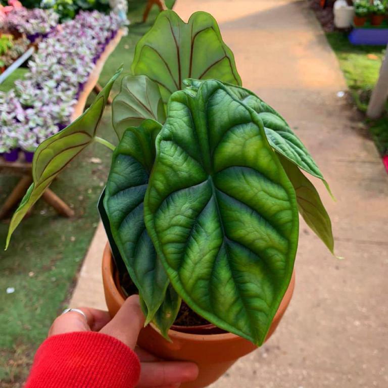 המשתלה של בועז המשתלה של בועז