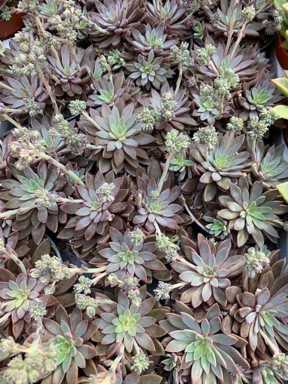 המשתלה של בועז המשתלה של בועז