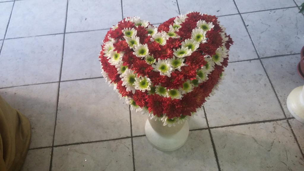 פרחי ויולט פרחי ויולט