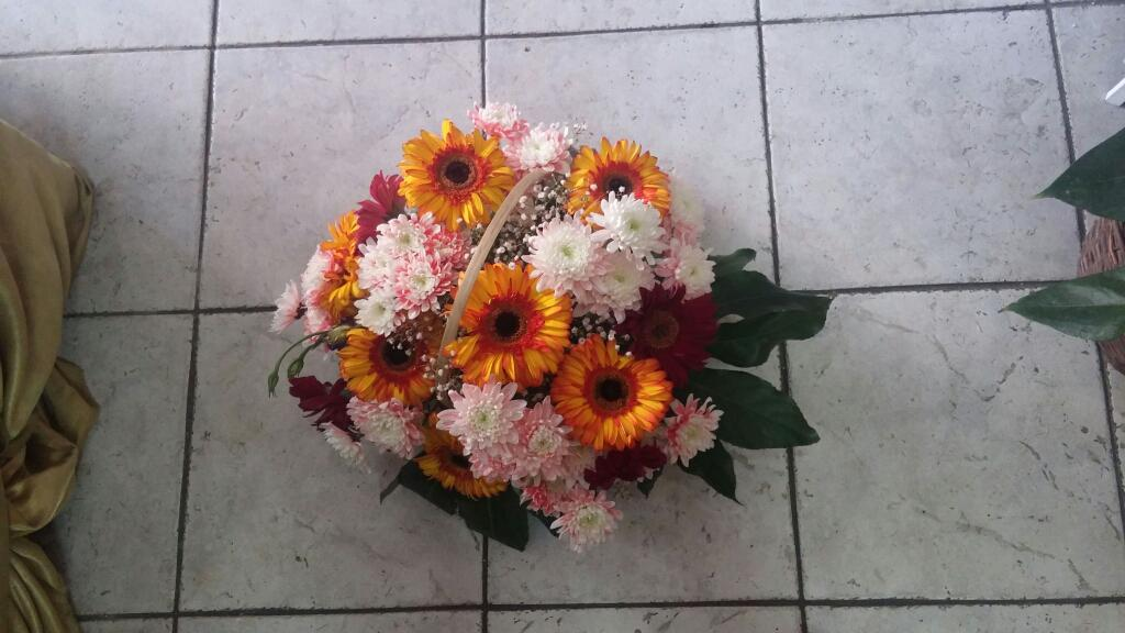 פרחי ויולט פרחי ויולט