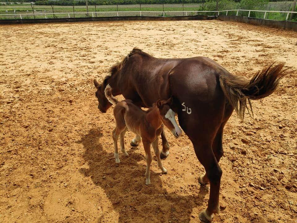 חוות הסלעים חוות הסלעים